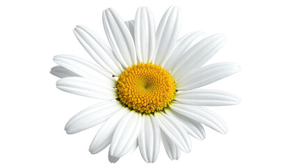 Isolated close-up of a daisy with bright yellow center and white petals