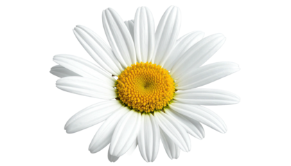 Isolated close-up of a daisy with bright yellow center and white petals