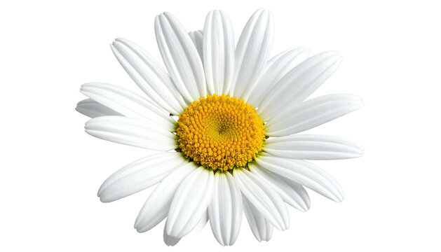 Isolated close-up of a daisy with bright yellow center and white petals - Powered by Adobe