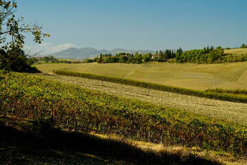 Fototapeta premium Foliage d'autunno nei vigneti del vino Sangiovese delle colline bolognesi. Imola, Bologna, Emilia Romagna. Italia 