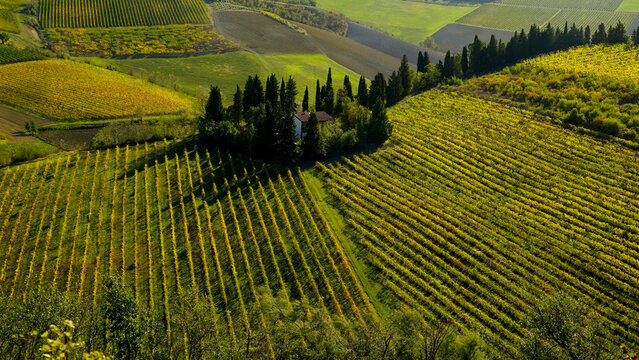 Foliage d'autunno nei vigneti del vino Sangiovese delle colline bolognesi. Imola, Bologna, Emilia Romagna. Italia	
