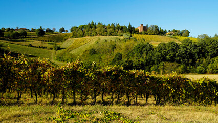 Fototapeta premium Foliage d'autunno nei vigneti del vino Sangiovese delle colline bolognesi. Imola, Bologna, Emilia Romagna. Italia 