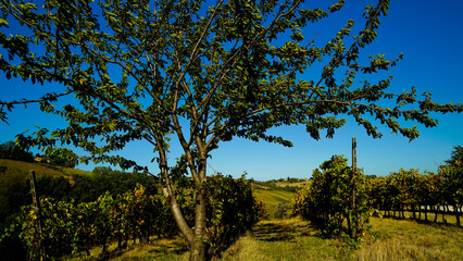 Foliage d'autunno nei vigneti del vino Sangiovese delle colline bolognesi. Imola, Bologna, Emilia Romagna. Italia	