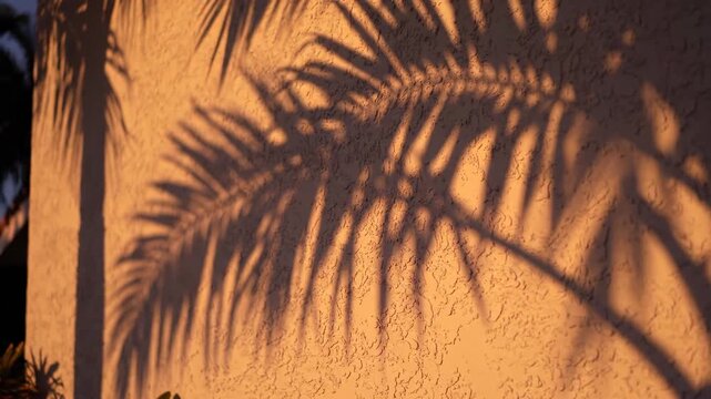 Soft focus slow motion cinematic view of overlapping classic palm tree patterns illuminated by a subtle creeping golden hour shadow shift jungle, detail, wallpaper