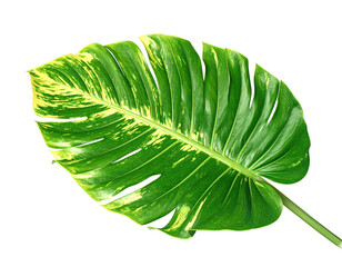 Large, heart-shaped leaf with variegated green and yellow hues