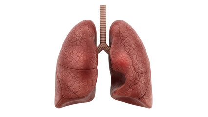Human lungs with tumor isolated PNG, anatomical model showing lung cancer, respiratory system disease, medical visualization on transparent background