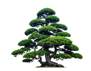 Isolated, layered green tree with a dark, textured trunk and dark background