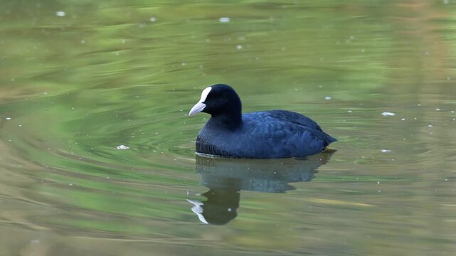 Eurasian coot swimming, Eurasian coot swimming on lake, Eurasian coot swimming wildlife video