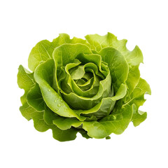 lettuce on a white background