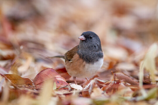 Dark-eyed junco bird in autumn leaves, seasonal wildlife photography