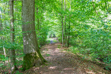 Obraz premium Forest path bordered by large tree trunks and green foliage