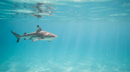 Obraz premium Lone shark glides in clear ocean. Shark swims below sunlit surface, calm shark in turquoise water, ideal for summer vacation, World Oceans Day, marine conservation concept, copy space