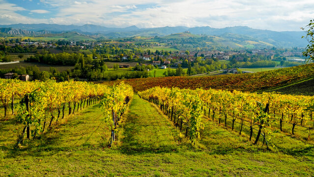 Foliage d'autunno nei vigneti del vino Lambrusco delle colline modenesi di Castevetrano.Modena, Emilia Romagna. Italia