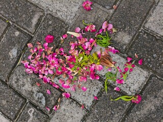 Fallen pink rose petals on gray paving stones for romantic background, melancholy conceptual theme, and outdoor garden decoration design