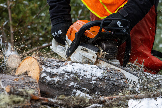 Canada, Quebec, 05 December 2025 : Lumberjack cutting snowy log with chainsaw in winter forest work