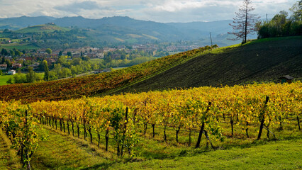 Fototapeta premium Foliage d'autunno nei vigneti del vino Lambrusco delle colline modenesi di Castevetrano.Modena, Emilia Romagna. Italia