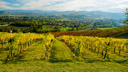 Fototapeta premium Foliage d'autunno nei vigneti del vino Lambrusco delle colline modenesi di Castevetrano.Modena, Emilia Romagna. Italia
