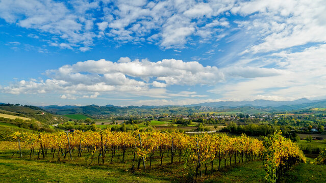 Foliage d'autunno nei vigneti del vino Lambrusco delle colline modenesi di Castevetrano.Modena, Emilia Romagna. Italia