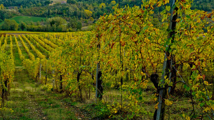 Naklejka premium Foliage d'autunno nei vigneti del vino Lambrusco delle colline modenesi di Castevetrano.Modena, Emilia Romagna. Italia