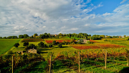 Obraz premium Foliage d'autunno nei vigneti del vino Lambrusco delle colline modenesi di Castevetrano.Modena, Emilia Romagna. Italia