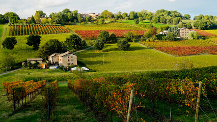 Naklejka premium Foliage d'autunno nei vigneti del vino Lambrusco delle colline modenesi di Castevetrano.Modena, Emilia Romagna. Italia