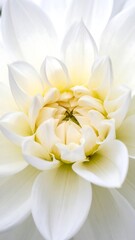 Close-up of a pristine white dahlia flower showing delicate petals and a yellowish center, bathed in soft, natural light