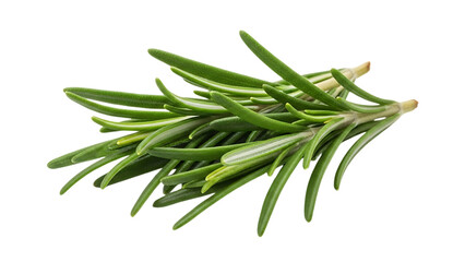 Fototapeta premium Fresh sprigs of aromatic rosemary herb with green needles, isolated on a black background, perfect for culinary and medicinal uses.