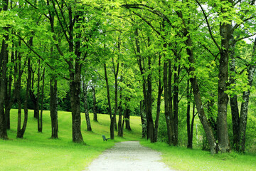 Fototapeta premium Green Forest Path with Bench 