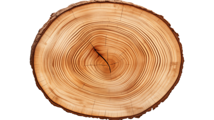 Tree stump cross-section with visible growth rings on black background