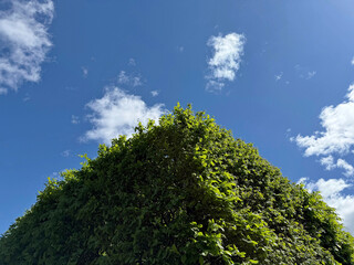 Obraz premium Hornbeam tree green leaves against sky.
