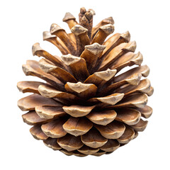 Pine cone isolated on transparent background PNG