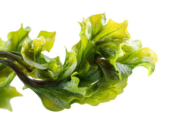 Vibrant Green and Yellow Wavy Textured Seaweed Isolated on Black