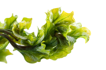 Vibrant Green and Yellow Wavy Textured Seaweed Isolated on Black