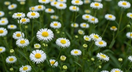 Fototapeta premium Many small white daisies in a green field