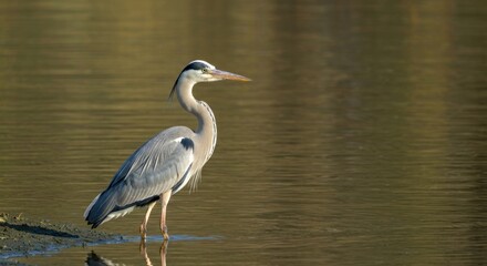 Grey heron wading in shallow water (1)