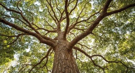 Lush, towering tree canopy seen from below
