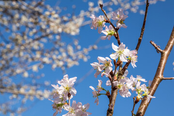 花のボケをバックに青空の下の啓翁桜の花
