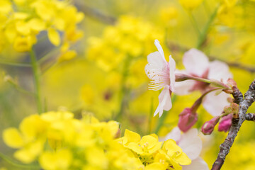 菜の花をバックに河津桜の花のアップ
