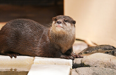寝そべるコツメカワウソ