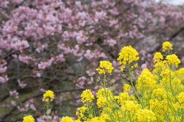 河津桜をバックに菜の花畑
