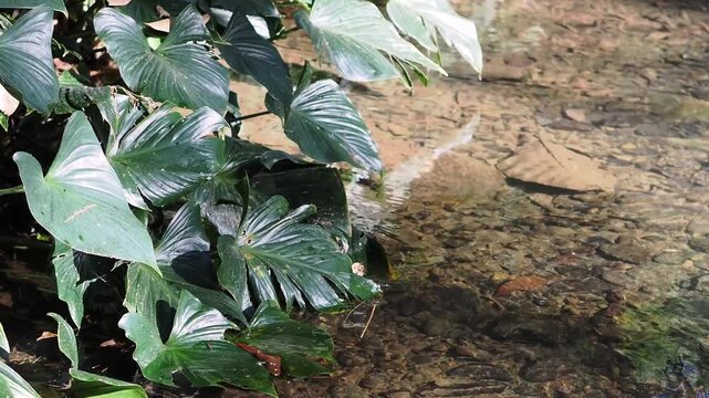 Homalomena taro plants by the flowing stream.