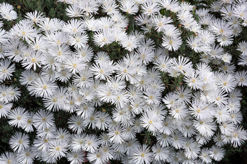 一面の白いマツバギクの花
