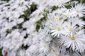 マツバギクの花のアップと花のボケ
