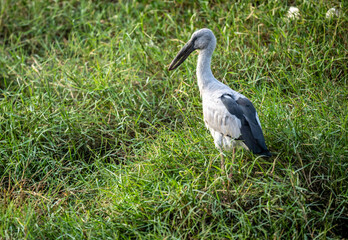 Fototapeta premium An Indian openbill stork in the wild near Hua Hin, Thailand.