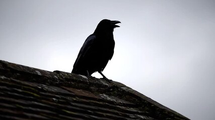 Silhouetted crows perched on rooftop against overcast sky - Powered by Adobe