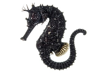 Dark seahorse with speckled pattern, posed against a plain white background, showcasing intricate body shape