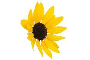[Photo] Sunflower isolated on transparent background