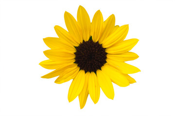 【Photo】Isolated yellow sunflower with black center on transparent background