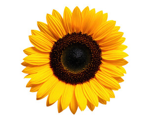 Fototapeta premium Bright Yellow Sunflower Blooming Beautifully Against A Transparent Background