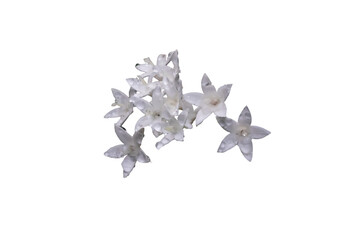 [Photo] White pentas flowers isolated on transparent background